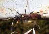 Ichneumon stramentor